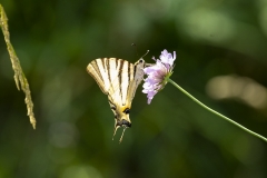 Schmetterling